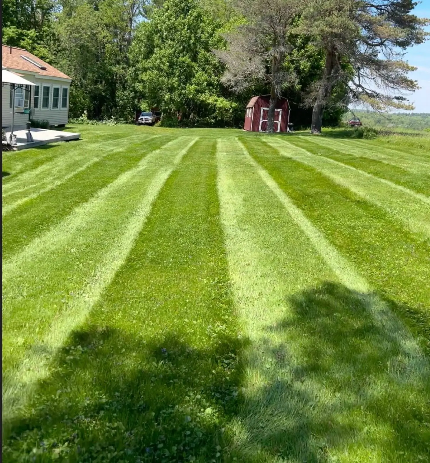 Back lawn, freshly cut