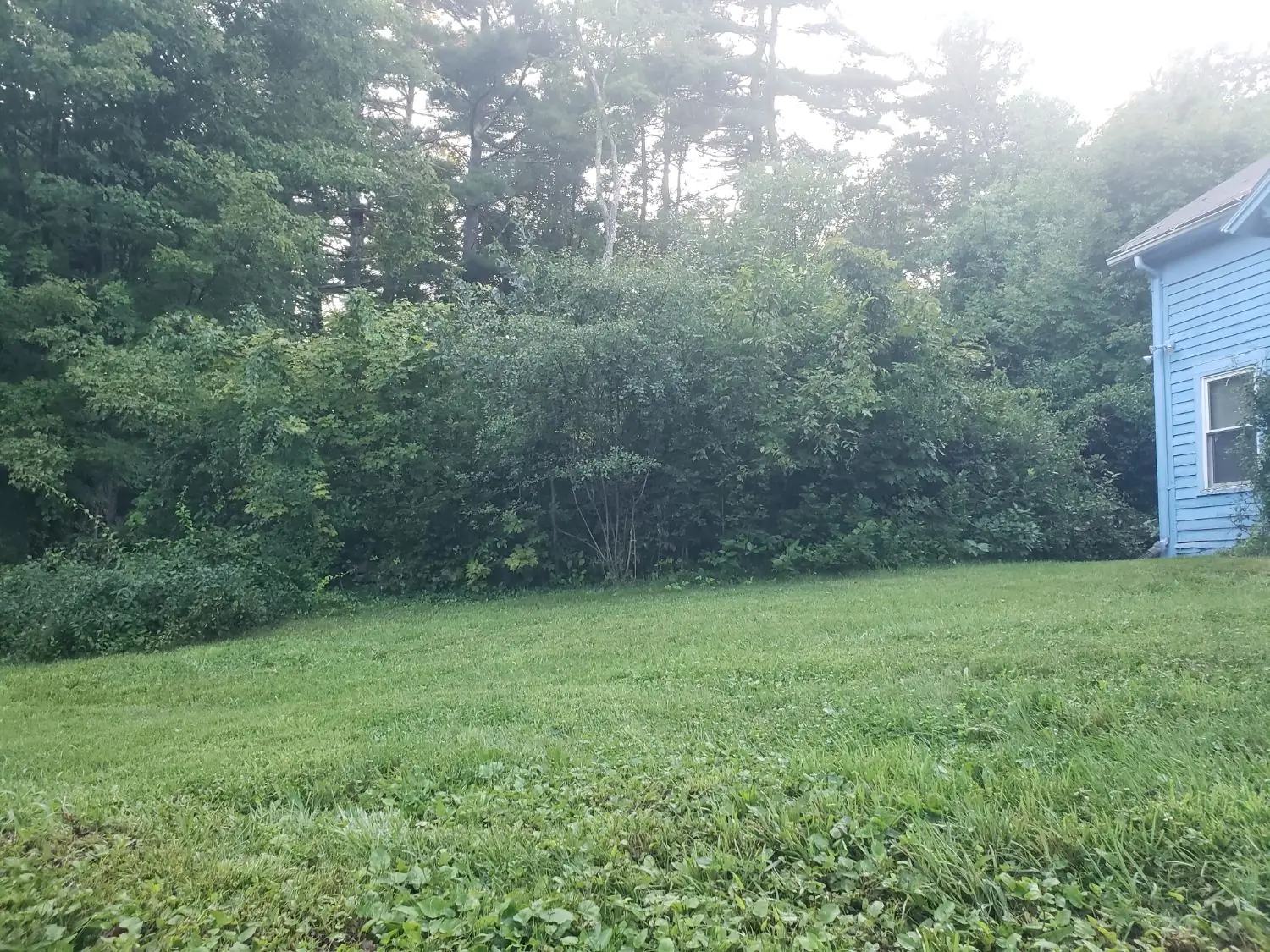Before — the brush line closing in on the back lawn